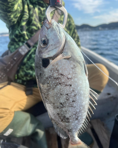 アイゴの釣果