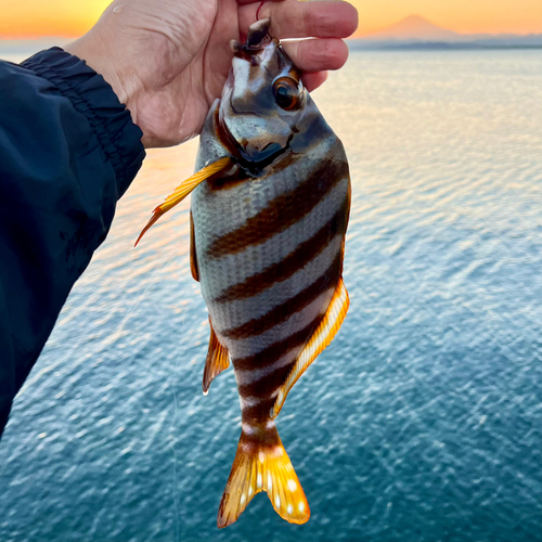 タカノハダイの釣果