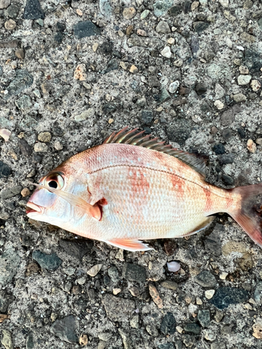 チャリコの釣果