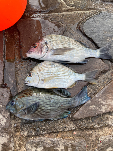 クロダイの釣果