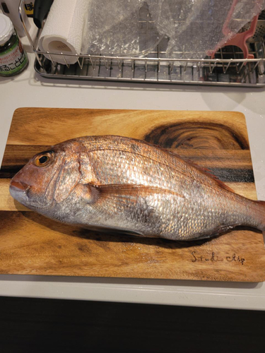 タイの釣果