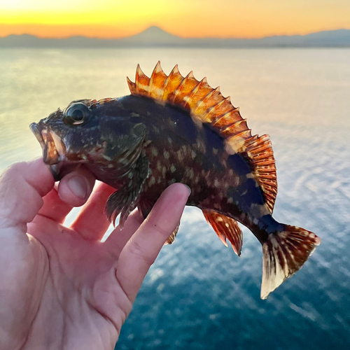 カサゴの釣果