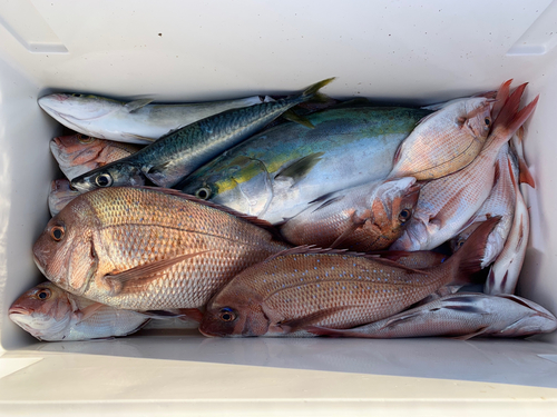 マダイの釣果