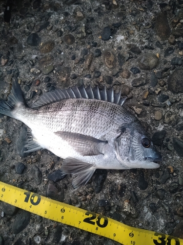 クロダイの釣果