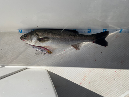 スズキの釣果