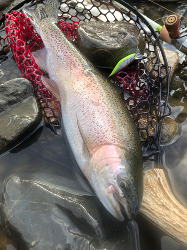 ニジマスの釣果