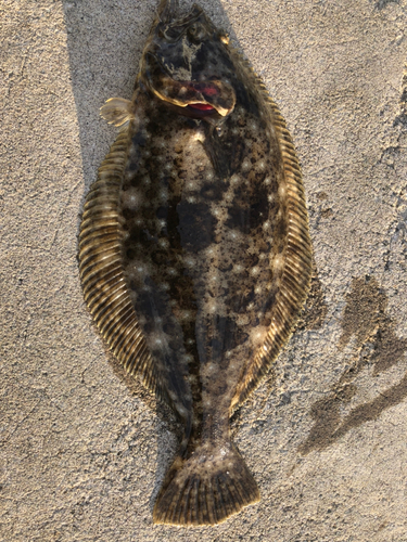 ヒラメの釣果