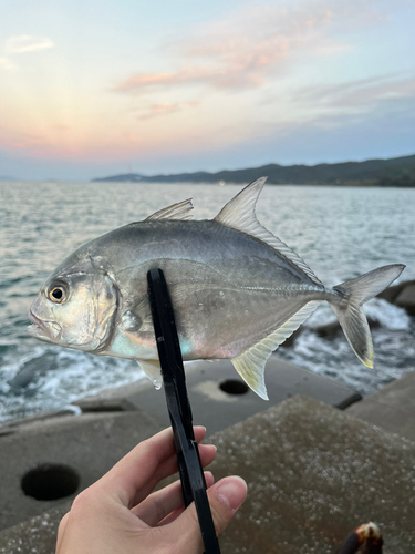 メッキの釣果