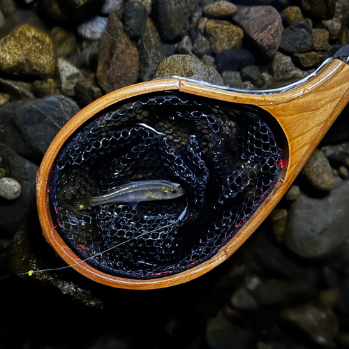 カワムツの釣果