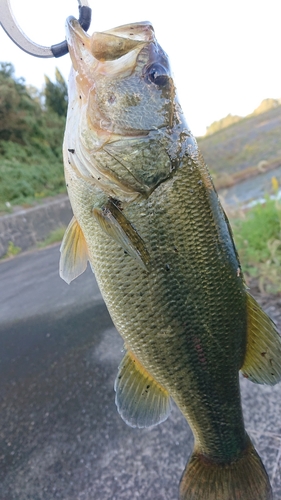 ラージマウスバスの釣果