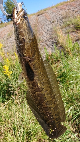 ライギョの釣果