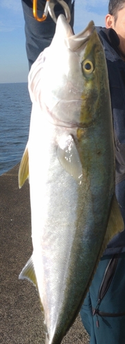 メジロの釣果