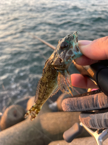 アナハゼの釣果