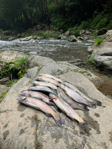 ニジマスの釣果