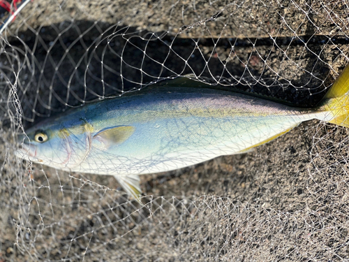 ハマチの釣果