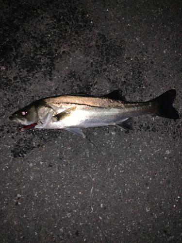 タイリクスズキの釣果