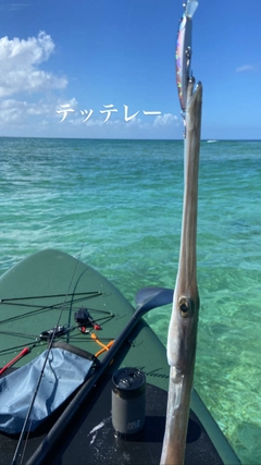 アオヤガラの釣果