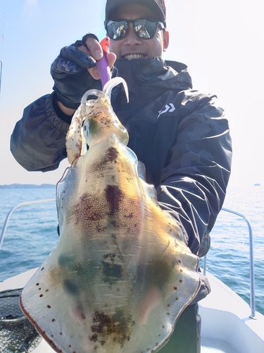 アオリイカの釣果