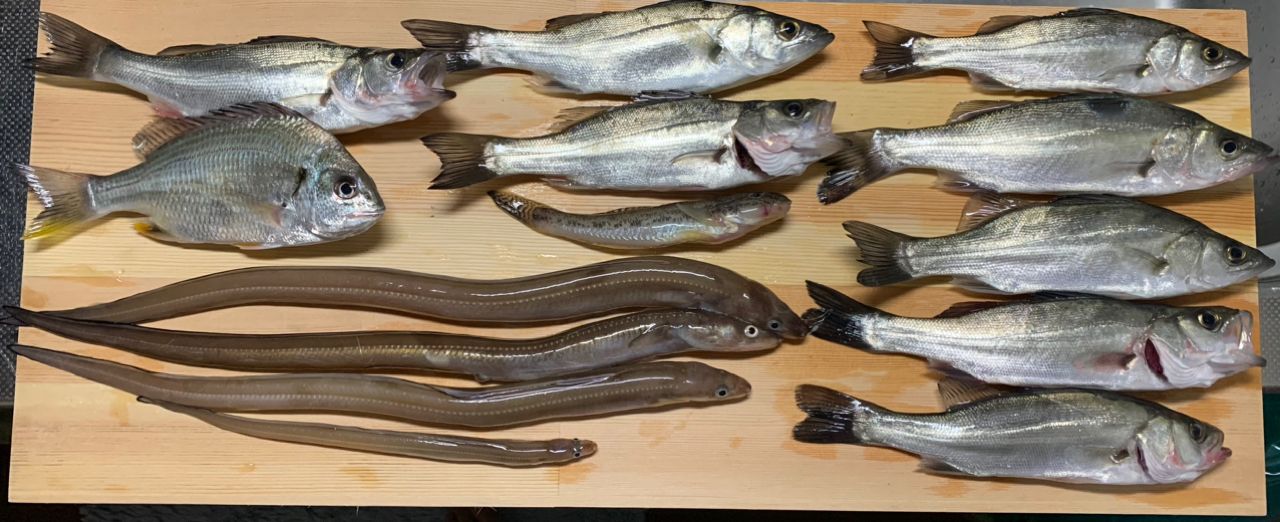 セイゴ（ヒラスズキ）