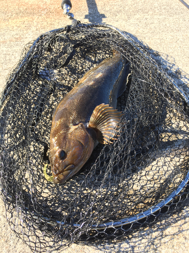 アイナメの釣果