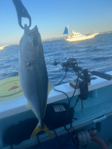 イナダの釣果