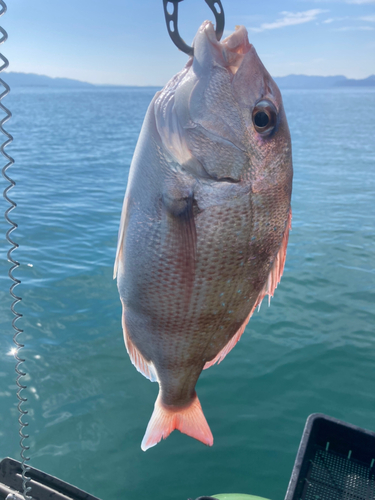 タイの釣果