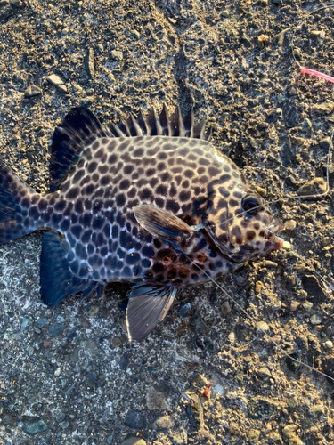 イシガキダイの釣果