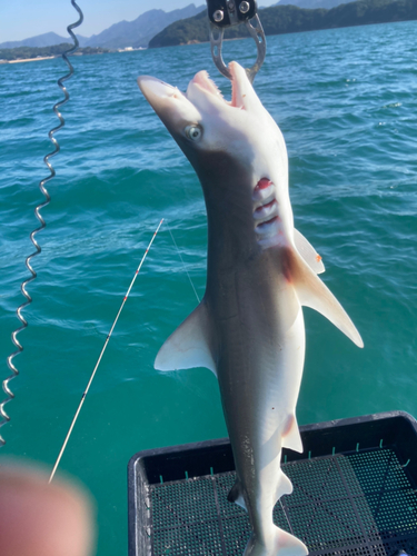 サメの釣果