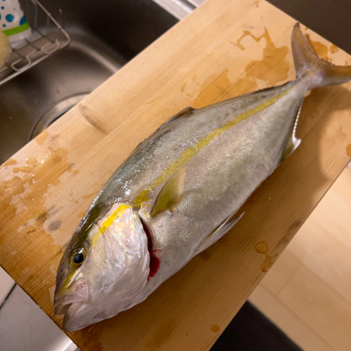 カンパチの釣果