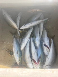 ヤズの釣果