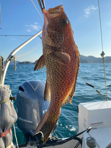 オオモンハタの釣果