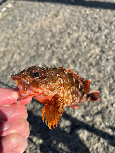 カサゴの釣果