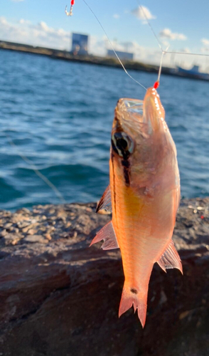 ネンブツダイの釣果