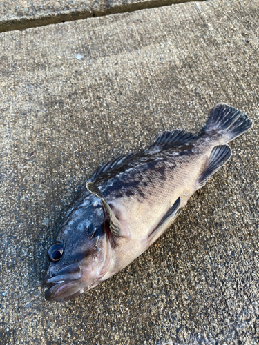 クロソイの釣果