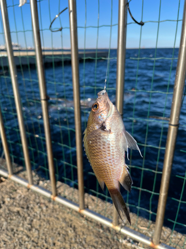 スズメダイの釣果