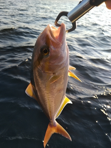 ネリゴの釣果