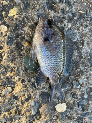 スズメダイの釣果