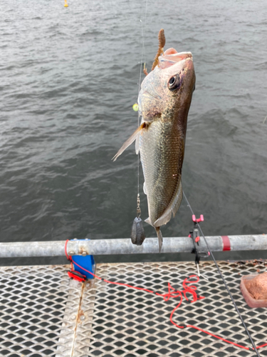 イシモチの釣果