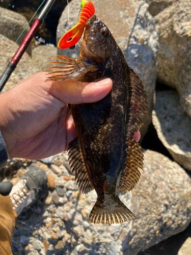 アイナメの釣果