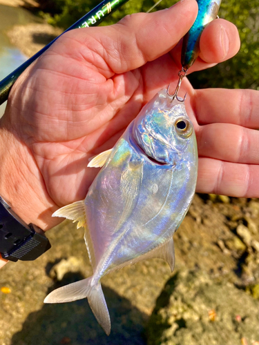 ロウニンアジの釣果