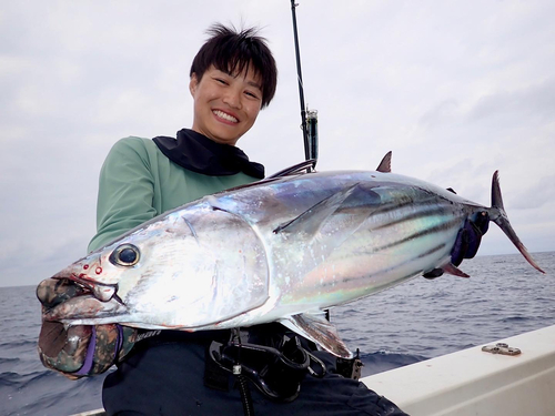 カツオの釣果