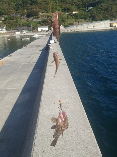 オオモンハタの釣果