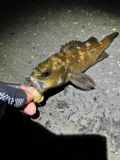 エゾメバルの釣果