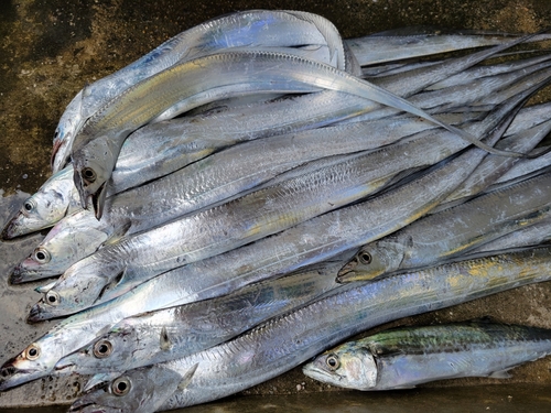 タチウオの釣果