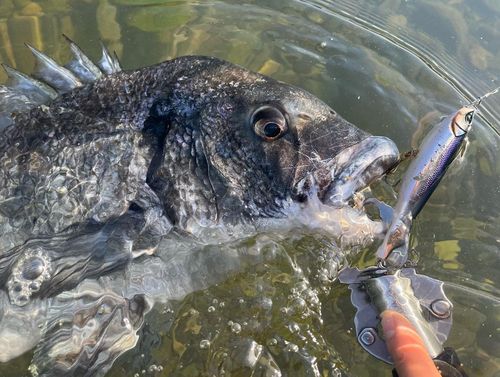 チヌの釣果
