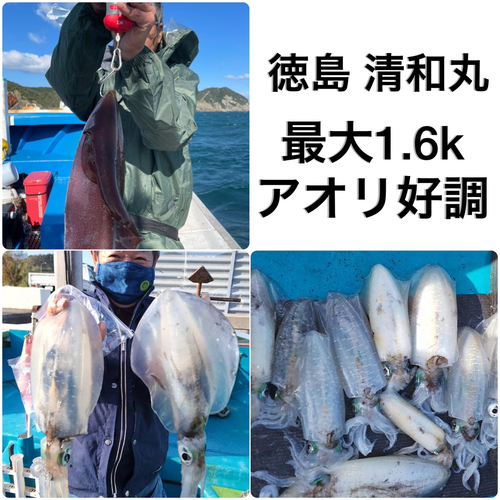 アオリイカの釣果