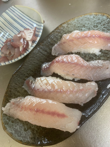 カマスの釣果