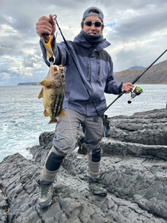 シマソイの釣果