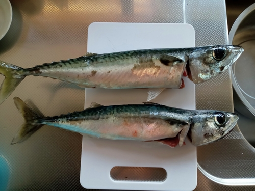 サバの釣果