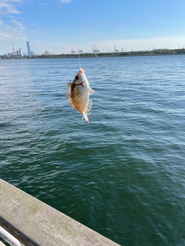 アイゴの釣果